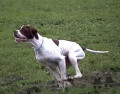 Pedigree GUISEPPE VON DER POSTSCHWAIGE Pedigree GUISEPPE VON DER POSTSCHWAIGE